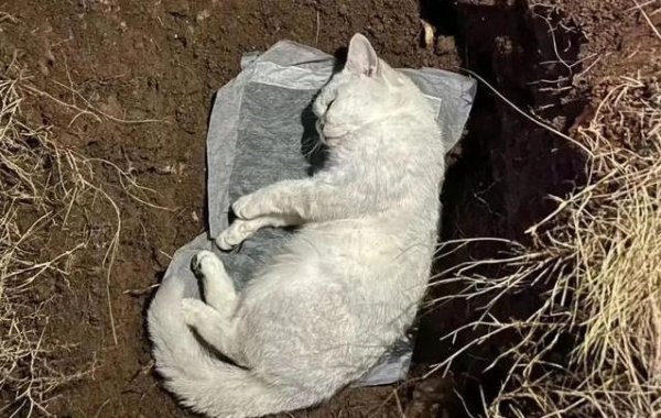 金来源 带猫出门半小时，它却吓到抽搐！90%猫咪不适合遛？