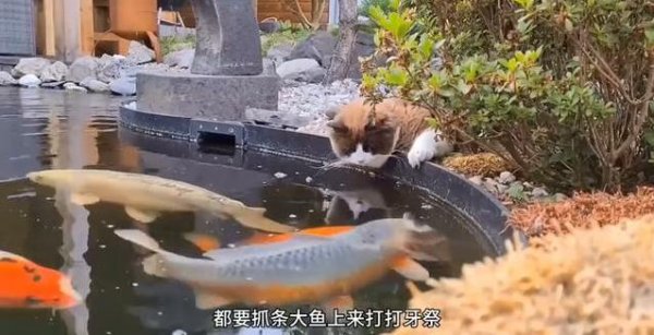 盟配资 小猫咪馋鱼馋疯了，大鱼却来挑衅，它能抓到吗？