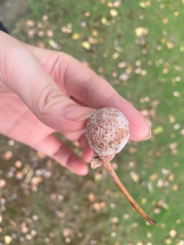 兴业配资 路边这种小果子千万不能捡食 处理不好会中毒